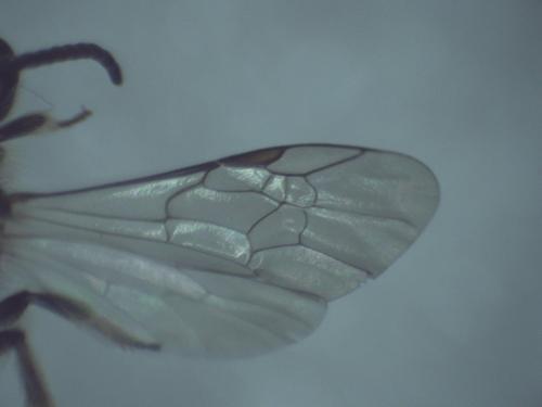 Lasioglossum sp.